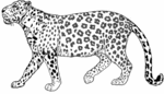 Leopard-1345.gif