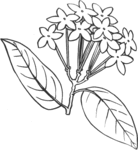 Jasmine-1921.gif